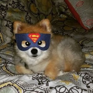 Meet your Posher, Amy